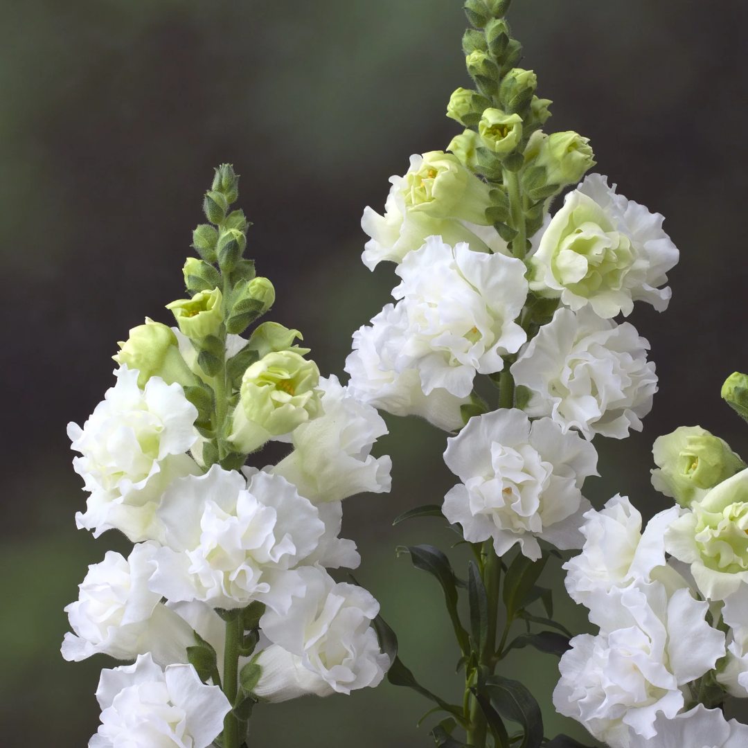Double White F1 Snapdragon | Antirrhinum Cut Flower Plant – Bloom & Build